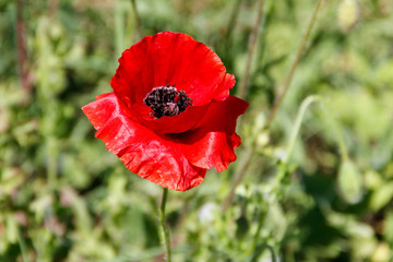 Red poppy flower on the green meadow