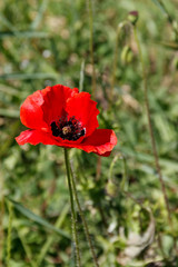 Red poppy flower on the green meadow