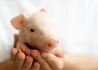 süßes Schweine Baby schaut nach links, Platz für Text 
