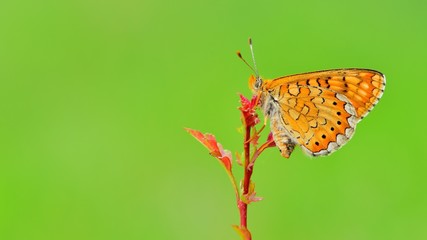 Euphydryas aurinia  204