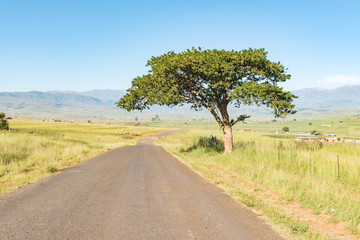 Farm landscape next to the road between Injisuthi and Loskop