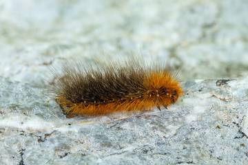 Oruga de Arctia Caja. Polilla La Gitana.
