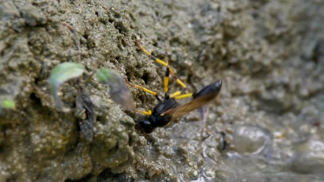 Wasp Sceliphron destillatorium collecting mud