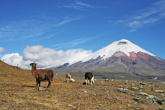 Llama and Cotopaxi Volcano in Ecuador