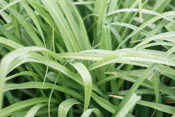 wet grass after the rain