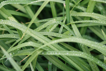 wet grass after the rain