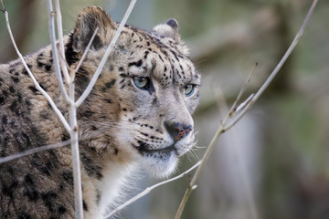 Obraz premium Adult snow leopard