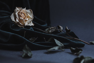 Dried white rose on gray background with dark velvet draping