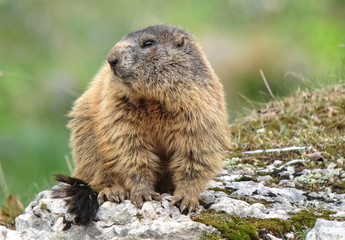 Alpine marmot (Marmota marmota), portrait on the rocks