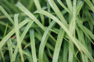 Fototapeta na wymiar wet grass after the rain