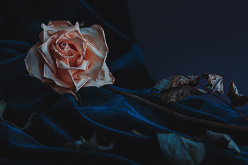 Dried white rose on gray background with dark velvet draping