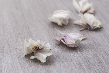 withered flowers orchid