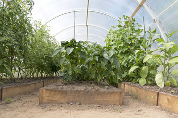 A greenhouse in which vegetables are grown in a garden plot.