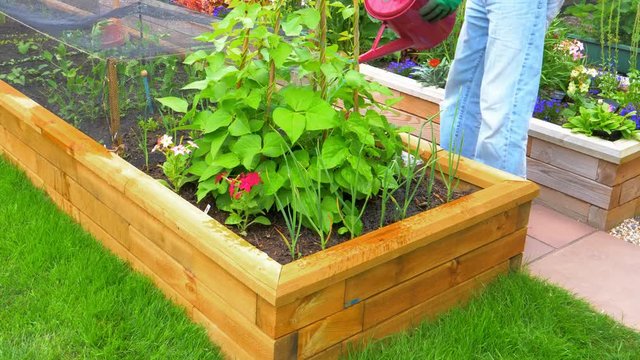 Watering Runner Beans in a raised bed