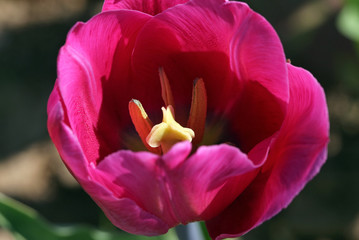Fototapeta na wymiar Tulpenblüte
