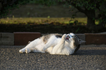 Fototapeta premium 外猫