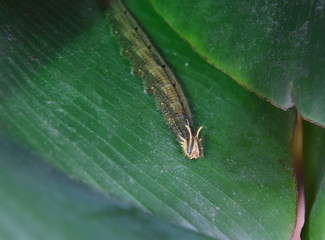 Tropische Schmetterlingsraupe Biosphäre Potsdam