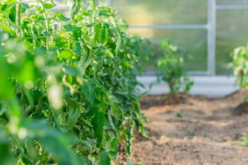 close up of tomato plants growing in greenhouse