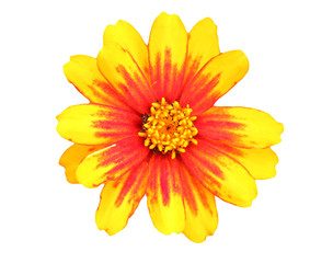Colorful yellow-and-orange flower isolated on white background.