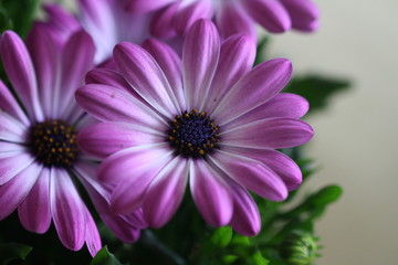 Bornholm-margerite, margerite, lila-weiß, blumentopf, blumen