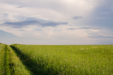 Obraz premium The meadows leave to the horizon. Pasture with grass for animals
