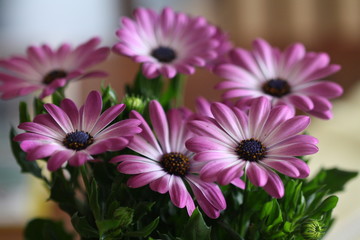Bornholm-margerite, margerite, lila-weiß, blumentopf, blumen