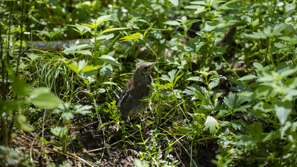 Female of nightingale sits on ground in forest among grass. Sunny summer day.