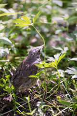 Female of nightingale sits on ground in forest among grass. Sunny summer day.