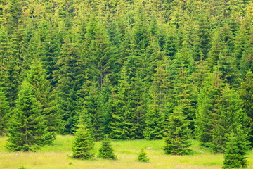 Evergreen forest and meadow