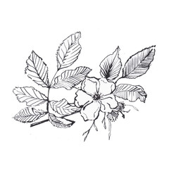 Botanic ink black flower illustration. Illustration for wedding invitations, card, book, notebook...