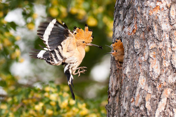 Eurasian hoopoe (Upupa epops) feeding nestling popping from tree