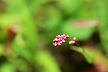 Creeping smartweed