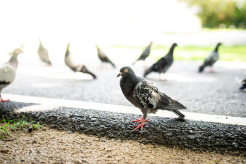 Dove on the street