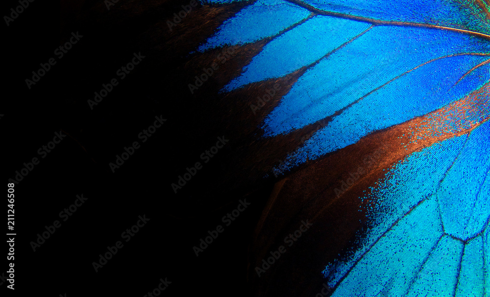 Poster wings of a butterfly ulysses. wings of a butterfly texture background. closeup.