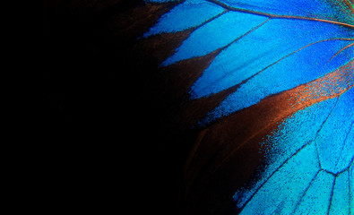 Wings of a butterfly Ulysses. Wings of a butterfly texture background. Closeup. 