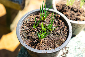 The onion is germinating in the pot.