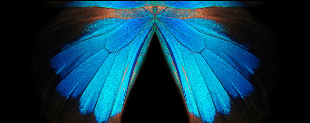 Blue abstract pattern. Wings of the butterfly Ulysses. Closeup. Wings of a butterfly texture...