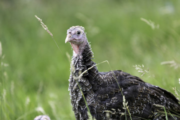 Junge Bronzepute im gr&uuml;nen Gras