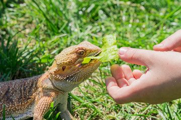 Closeup of a Bearded Dragon (Pogona vitticeps) on green grass. Exotic domestic pet.