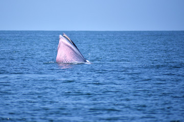 Fototapeta premium Bryde's whale in the Gulf of Thailand It is registered with the Department of Marine Resources.