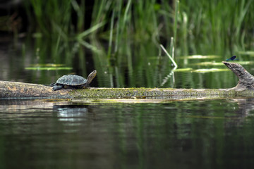 Naklejka premium Swamp turtle in nature