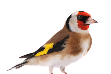 portrait goldfinch