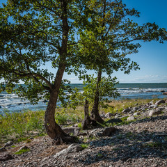 The pine trees on coast - the symbol of the wild beach with the cozy bay and clear water. Wild beach of the Baltic sea in summer. The Gulf of Finland, Estonia.