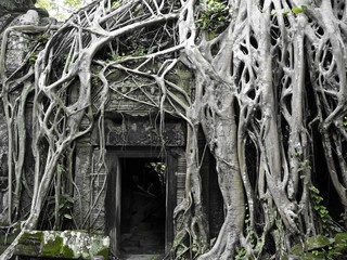 Naklejka premium Mother Nature reclaiming what is hers. Entry to the unknown in Ta Prohm, Cambodia. 