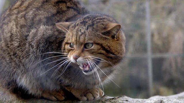 Scottish Wildcat hissing