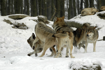 Mackenzie-Wölfe (Canis lupus occidentalis), Captive,  Deutschland, Europa