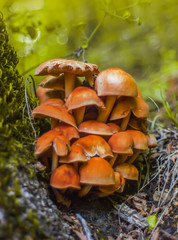 Backlit Mushroom nest in the forest