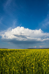 Thunderstorm cloud over yellow field