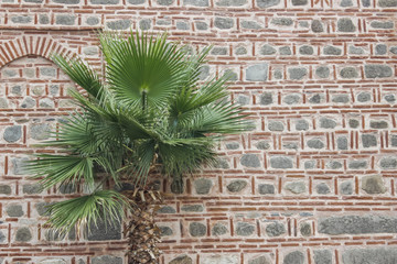 Palm tree on a ancient wall