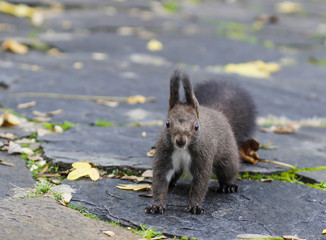 squirrel n the park